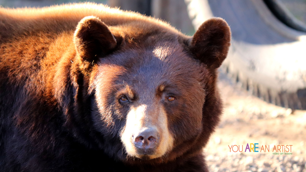 cinnamon bear at a Game Park. Delight in a bears art and book study for your homeschool! This is a beautiful combination of art, nature study, and living books to grow a gentle but adventurous learning about the world around us.