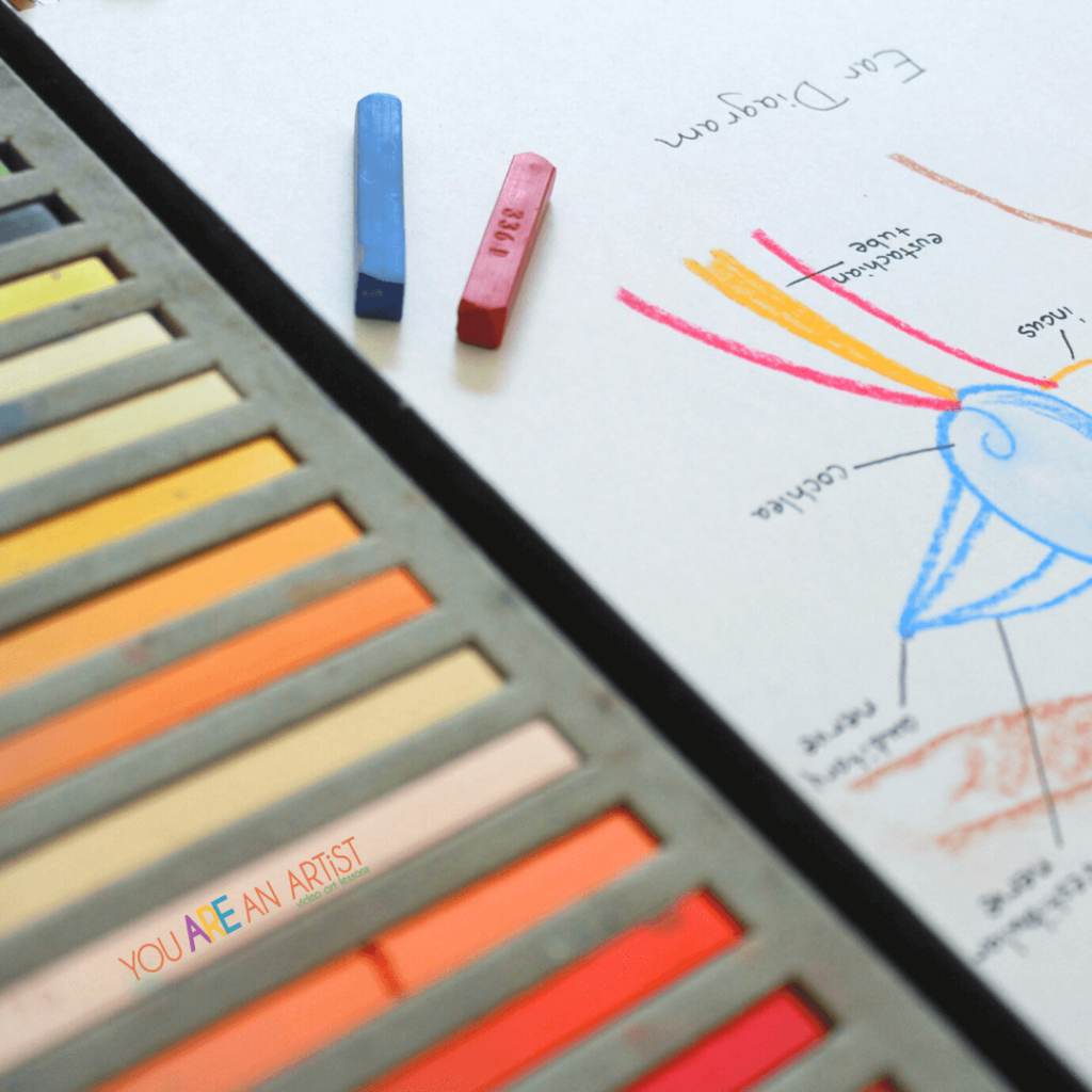 Homeschool Anatomy Study: Diagram The Ear