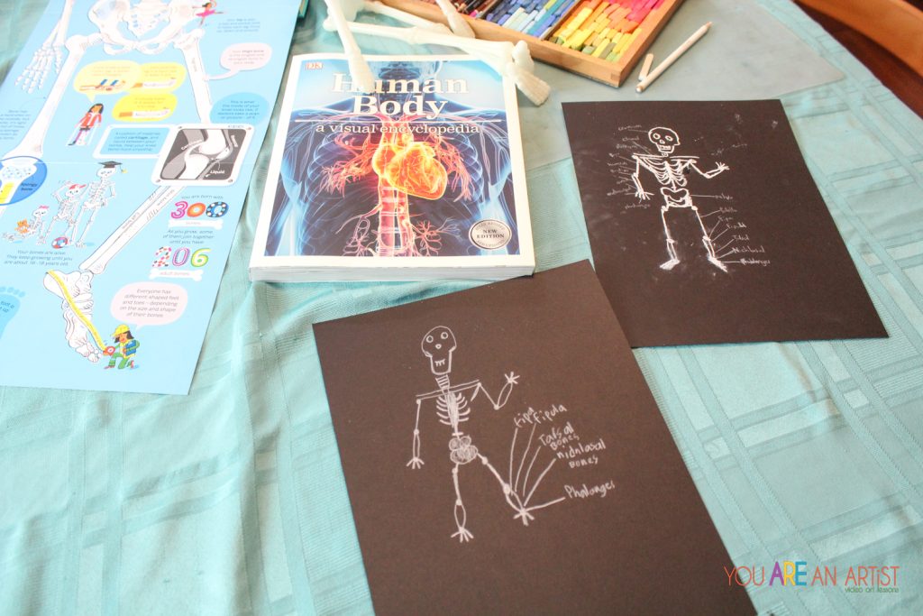 skeletal system for kids without label