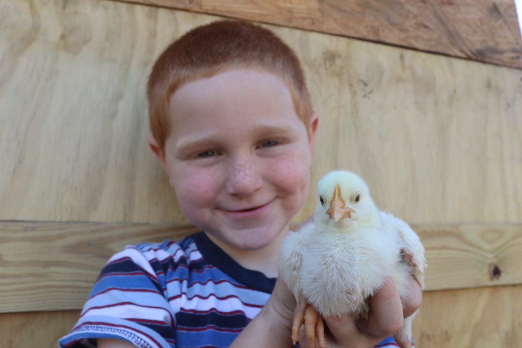 These 12 delightful farm art activities for kids include fluffy baby chicks, a tractor, a barn, ducklings, a lamb, a cow, a piglet and even the chicken life cycle. Such fun learning for your homeschool!