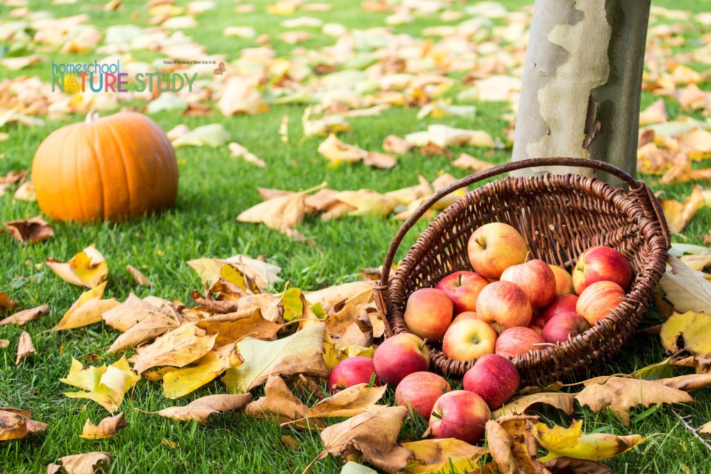 apple and pumpkin nature study ideas for your homeschool