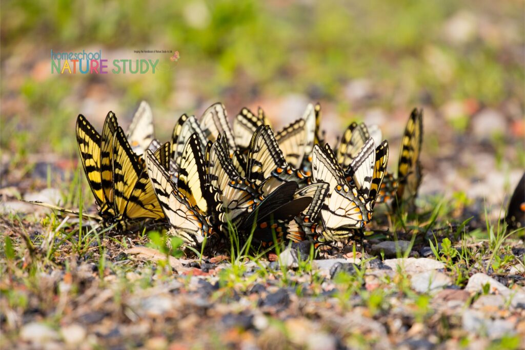 Butterfly nature study